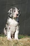 DOGUE ALLEMAND 639